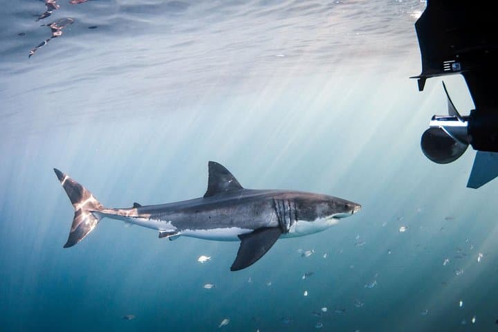 Cage Diving with Great White Sharks in Gansbaai and False Bay — Cape Town Experience photo 2