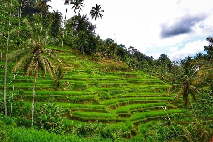 Customize Your Ubud Day: Private 6–8 Hour Cultural & Adventure Tour photo 5