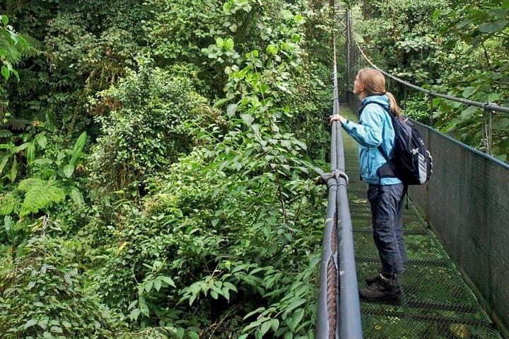 Sky Walk at Tenorio Volcano: Hanging Bridges & Rainforest Preserve Tour