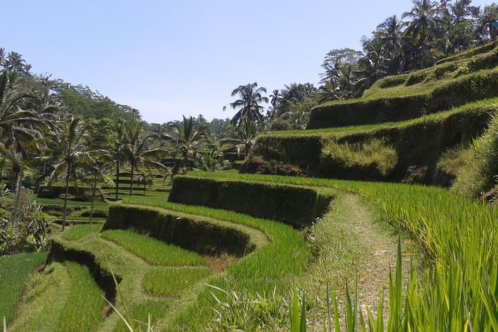 Ubud Cultural Day Tour: Temples, Art Villages & Monkey Forest Day Trip photo 5