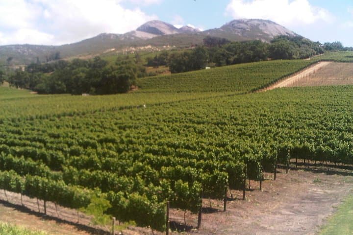 Private Cape Winelands Day Tour from Stellenbosch, Franschhoek or Paarl