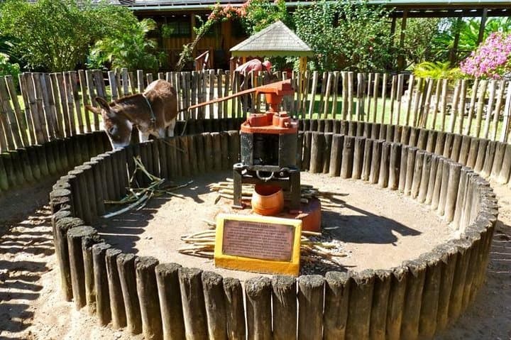 Appleton Estate Rum Tour & Tasting from Falmouth — Jamaica Distillery Day Trip photo 2