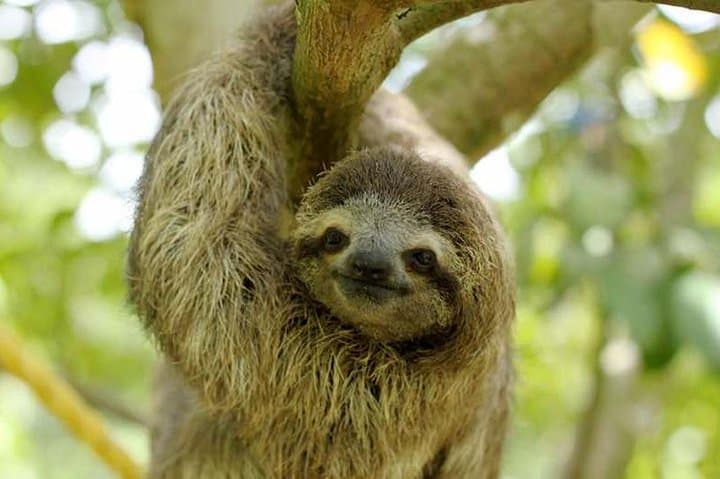 Rainforest Eco Tour from Tamarindo: Sloths, Waterfalls & Volcano Views