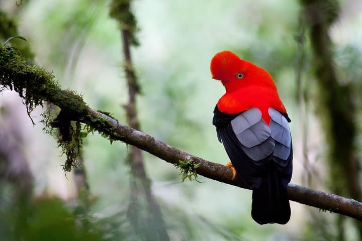 3-Day Manu Cloud Forest: Birding, Clay Licks & River Journeys from Cusco