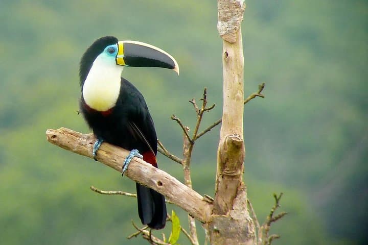 4-Day Manu Bird Watchers Paradise: Cloud Forest to Amazon Birding