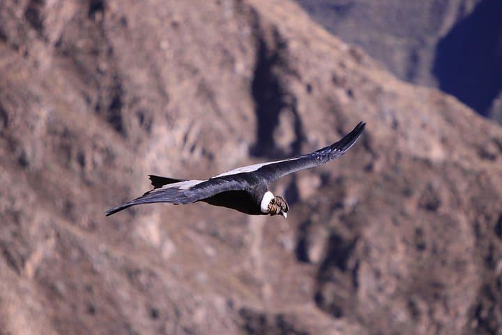 2-Day Colca Canyon & Condor Tour from Arequipa — High Passes, Terraces, Vicuñas photo 2