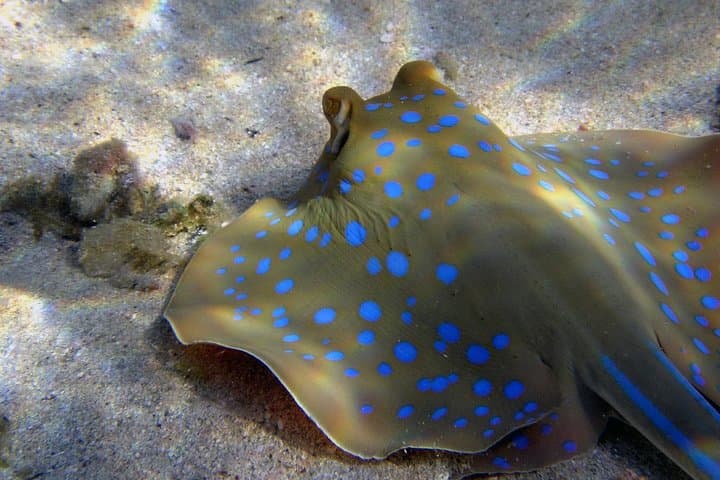 Hurghada Glass-Bottom Boat Tour: Red Sea Reefs & Snorkel Stop photo 4