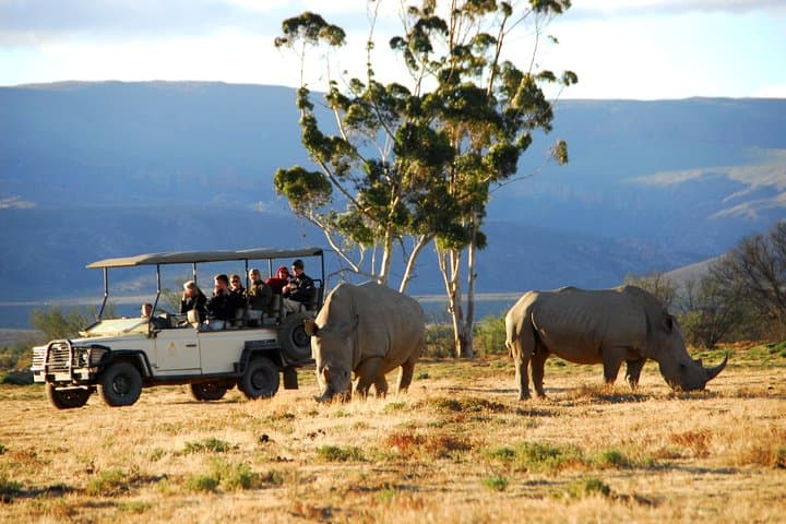 Sunset Big Five Safari from Cape Town — Private Half-Day Game Drive photo 6