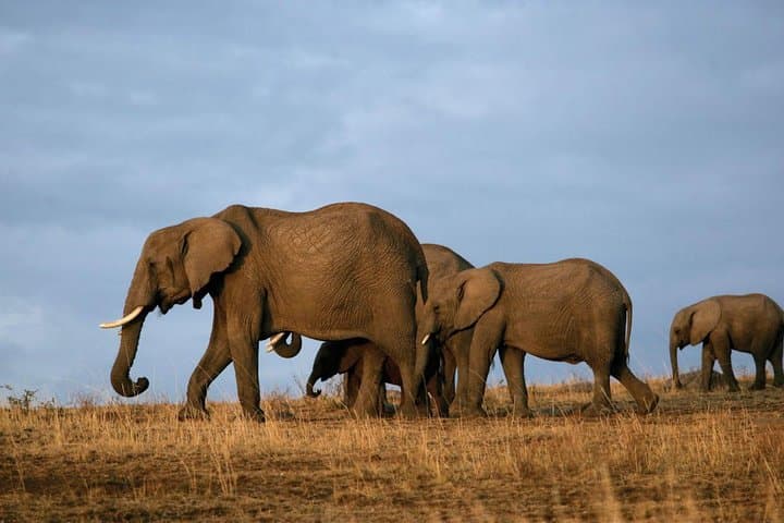 Arusha National Park Guided Day Tour from Arusha — Walking Safari & Game Drive photo 5