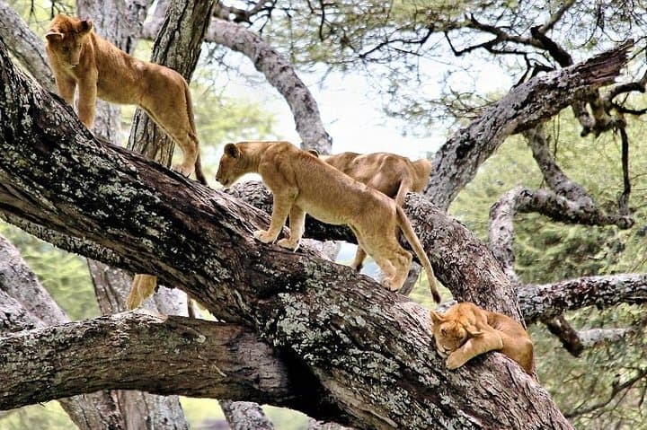 6-Day Northern Circuit Safari: Lake Manyara, Serengeti, Ngorongoro & Tarangire (Comfort) photo 4