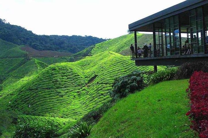 2-Day Private Tour: Cameron Highlands & Penang Island from Kuala Lumpur photo 1
