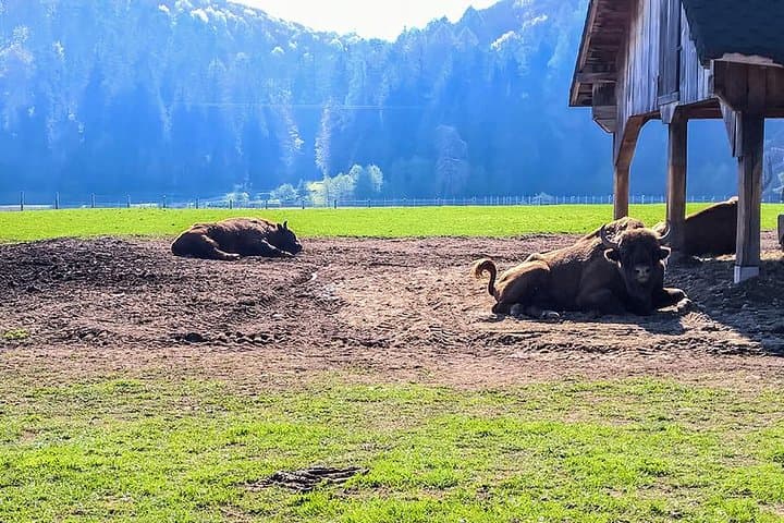Carpathian Bison Reserve Day Trip from Brasov with Traditional Romanian Lunch photo 2