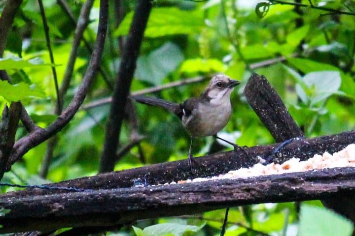 Birdwatching Tour to Yunguilla Jocotoco Reserve and El Chorro from Cuenca photo 4