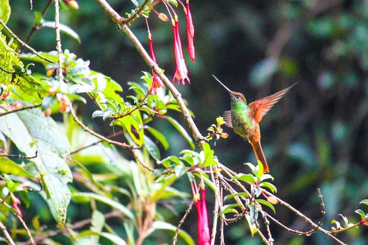 Birdwatching Tour to Yunguilla Jocotoco Reserve and El Chorro from Cuenca photo 5