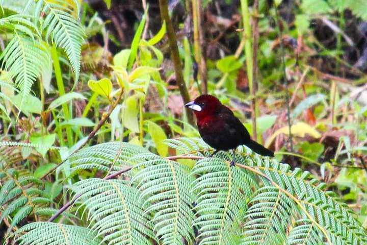 Birdwatching from Cuenca to Gualaceo: Tinajillas Cloud Forest Day Tour photo 4
