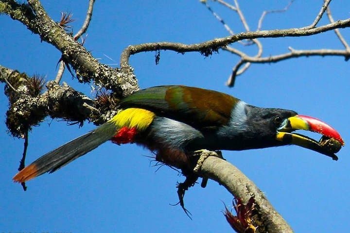 Birdwatching in Cajas National Park: Full-Day Tour from Cuenca