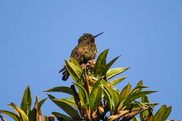 Birdwatching in Cajas National Park: Full-Day Tour from Cuenca photo 3