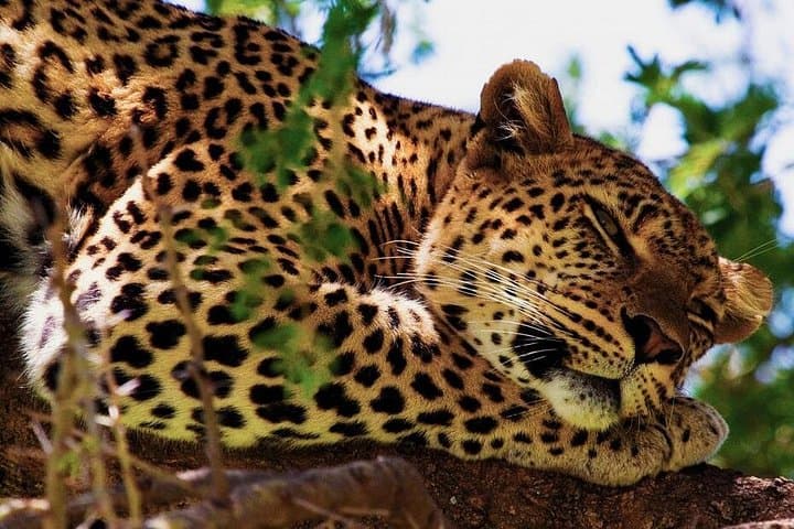 Overnight Yala Safari: Leopard-Spotting in Sri Lanka's Wild South