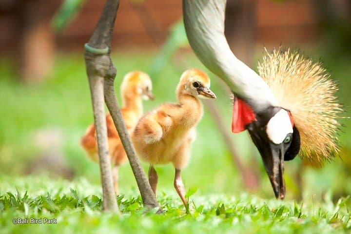 Full-Day Bali Bird Park and Kintamani Volcano Tour — Ubud Villages & Rice Terraces