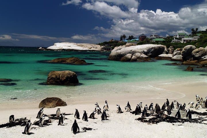 Cape Peninsula Scenic Drive: Cape Point, Penguins & Chapman's Peak Day Tour