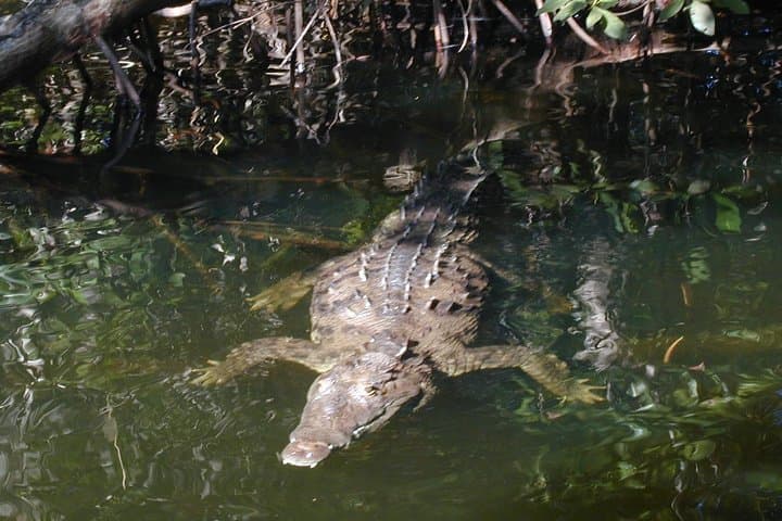 Black River Safari and Appleton Estate Rum Tour — Jamaica Full-Day Nature & Rum Excursion