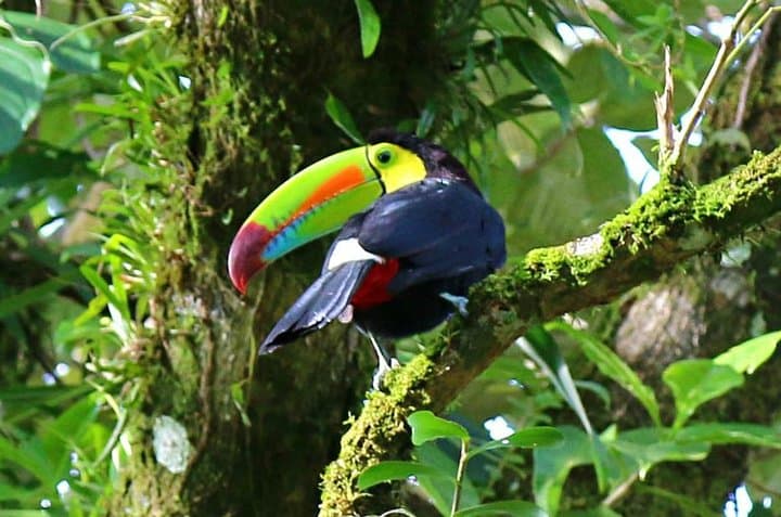 Mistico Park Hanging Bridges Birdwatching Tour — La Fortuna Guide