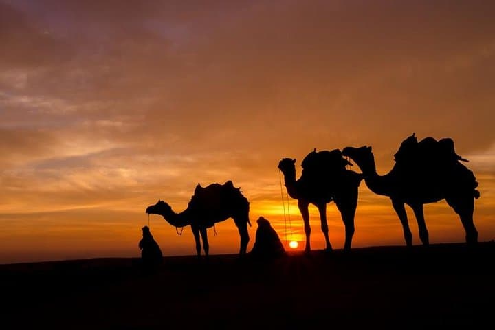 Palmeraie Camel Ride: 30-Minute Oasis Experience from Marrakech photo 3