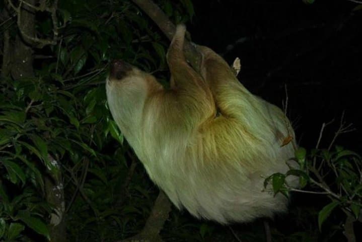 Monteverde Rain Forest Night Walk: Guided Nocturnal Wildlife Tour