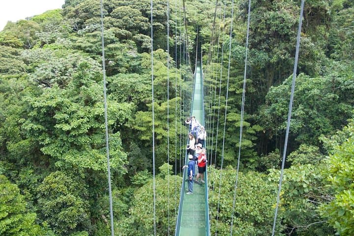 Sky Walk at Tenorio Volcano: Hanging Bridges & Rainforest Preserve Tour photo 4