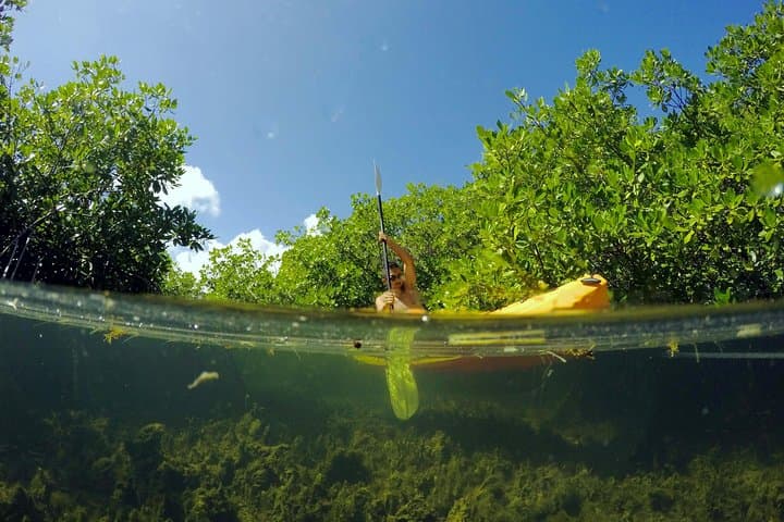 Magic Mangrove Paddle: Kayak & SUP Wildlife Safari in Beef Island Lagoon photo 1