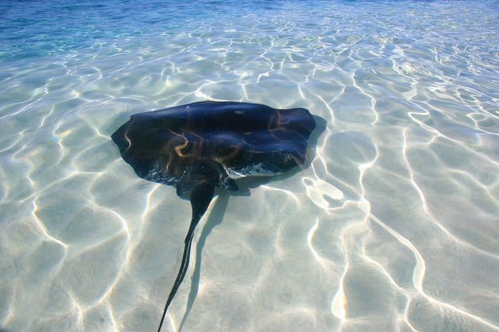 Gibbs Cay Stingray Swim and Live Conch Dive — Grand Turk Day Trip