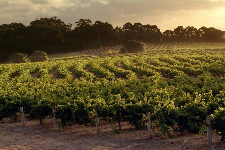 Perth to Leeuwin Estate: Scenic Flight & Winery Lunch in Margaret River photo 5