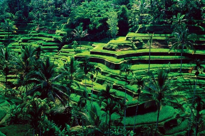 Ubud Village Cycling and 2-Hour Balinese Spa: 15km Countryside Ride & Traditional Massage photo 6