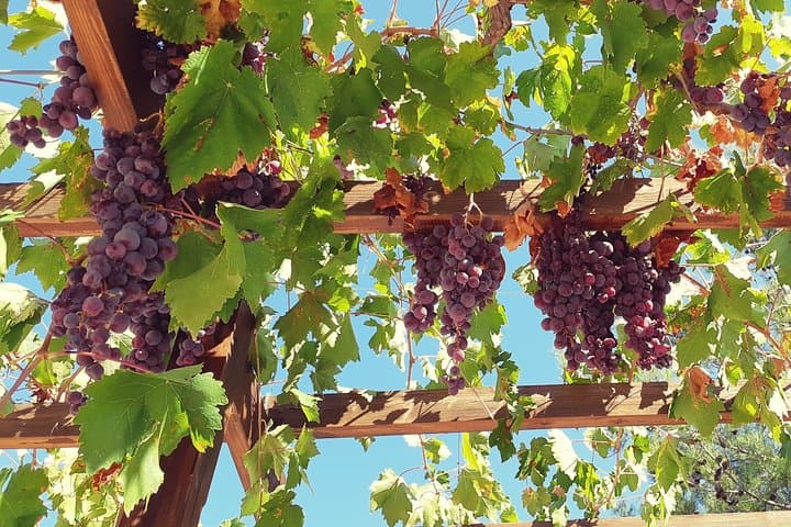 Troodos Mountains Wine Tour — Full-Day Vino Venture from Larnaca photo 5