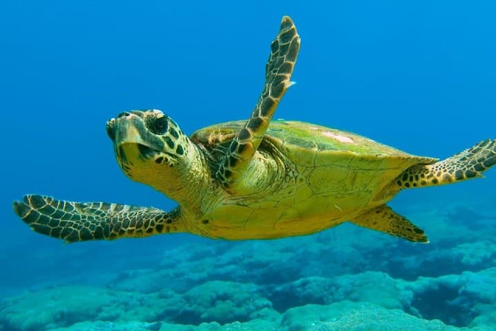 Scuba Diving from Dalyan — Aegean Discover Dive & Boat Trip photo 3