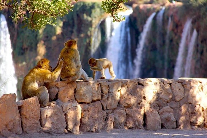 Day Trip to Ouzoud Waterfalls from Marrakech — Hiking, Tajine & Olive-Grove Views photo 6
