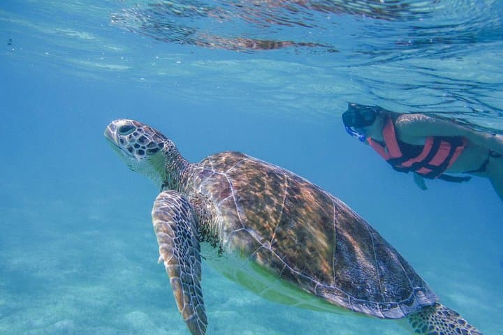 Snorkel with Sea Turtles & Swim a Cenote — Turtle Snorkeling Adventure from Cancun photo 1