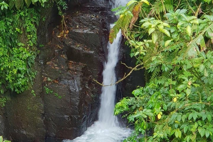 North Martinique Day Tour: Rainforest Waterfall, Rum & Saint-Pierre Ruins photo 3