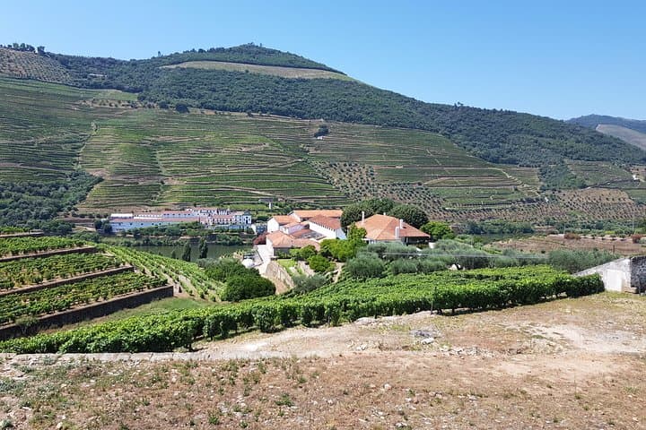 Private Douro Valley Wine Tour: Visit Three Vineyards with Lunch from Porto photo 4