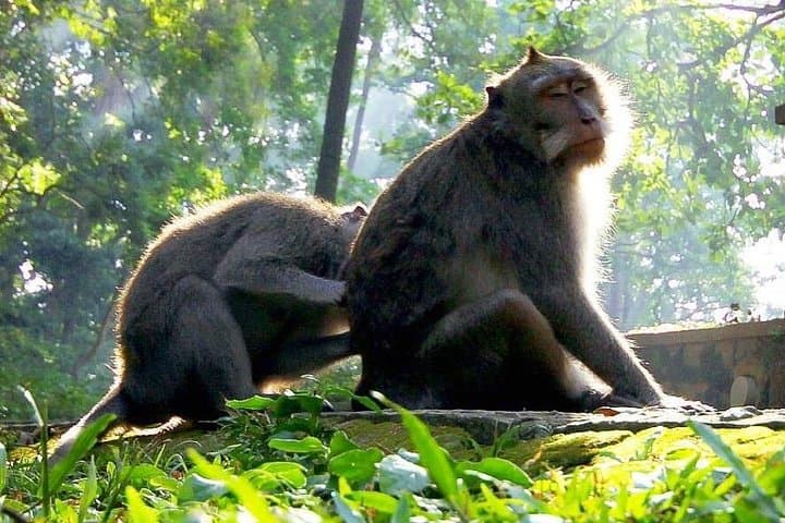 Ubud Cultural Day Tour: Monkey Forest, Tegalalang & Tegenungan Waterfall photo 6