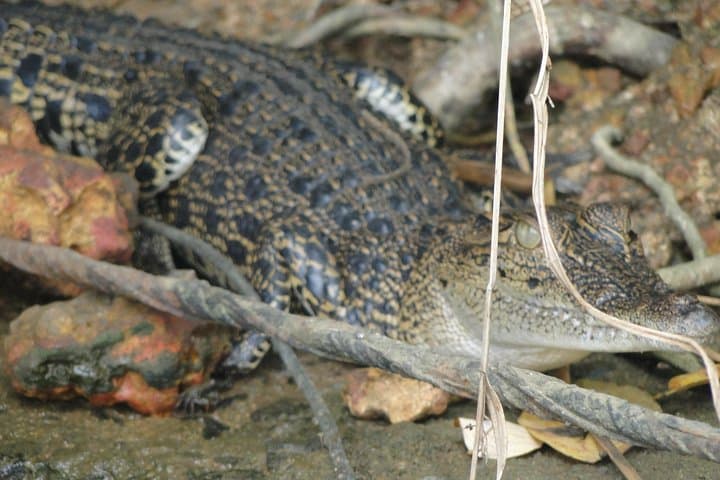 Bentota River Safari: Mangrove Lagoon Boat Tour & Wildlife Cruise photo 5