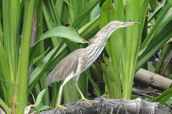 Bentota River Safari: Mangrove Lagoon Boat Tour & Wildlife Cruise photo 6