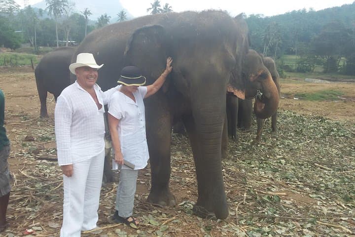 Kandy Private Day Tour from Colombo — Pinnawala Elephants, Tea & Temple photo 3