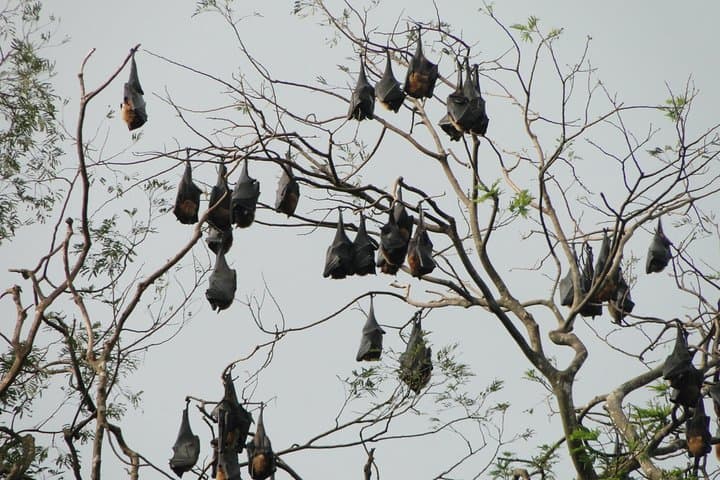 Kandy Private Day Tour from Colombo — Pinnawala Elephants, Tea & Temple photo 6