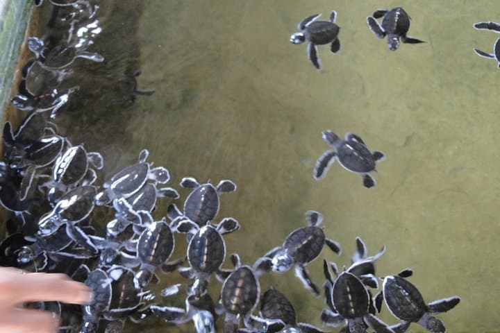 Bentota Tuk-Tuk Village Tour: River Safari, Turtle Hatchery & Temple Visit photo 2