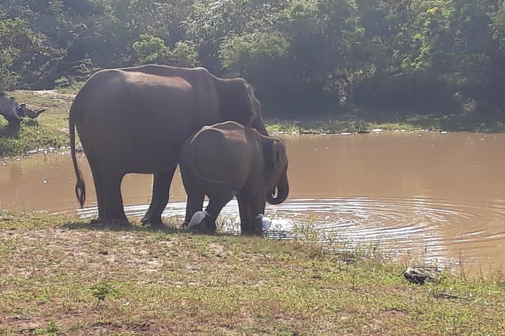 Udawalawe One Day Safari: Jeep Safari, Gem Mine & Rural Sri Lanka Day Trip photo 3