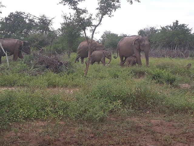 Udawalawe One Day Safari: Jeep Safari, Gem Mine & Rural Sri Lanka Day Trip photo 5