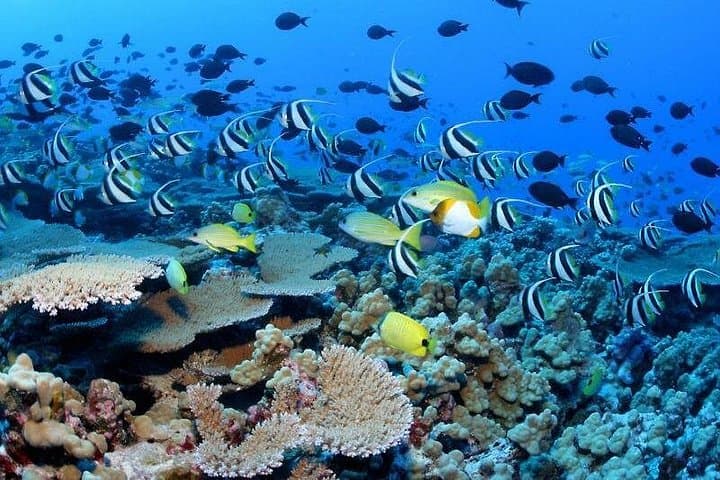 Snorkeling Hikkaduwa: Coral Gardens, Turtles & Clear Coastal Swims photo 4