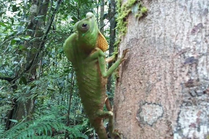 Sinharaja Rain Forest One-Day Guided Hike from Bentota photo 4