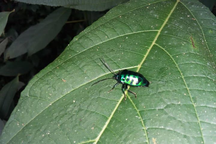 Sinharaja Rain Forest One-Day Guided Hike from Bentota photo 6